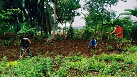 Wujudkan Ketahanan Pangan Babinsa Kodim Lamsel Bantu Petani Tanam