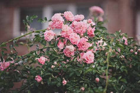 Photo of White-and-orange Petaled Flowers · Free Stock Photo