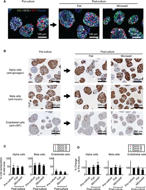 Frontiers Microwell Culture Platform Maintains Viability And Mass Of