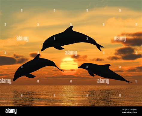 dolphin yellow sunset Stock Photo - Alamy