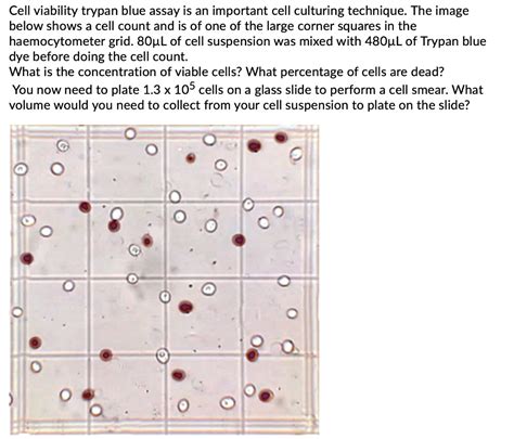 Solved Cell Viability Trypan Blue Assay Is An Important Cell Culturing Technique The Image