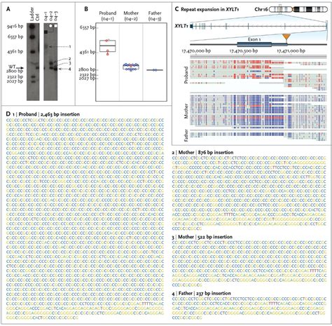 PDF Targeted Long Read Sequencing Resolves Complex Structural