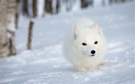 Download wallpapers arctic fox, forest, winter, snow, wildlife for desktop free. Pictures for ...