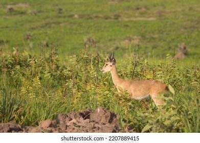 405 Oribi Stock Photos, Images & Photography | Shutterstock