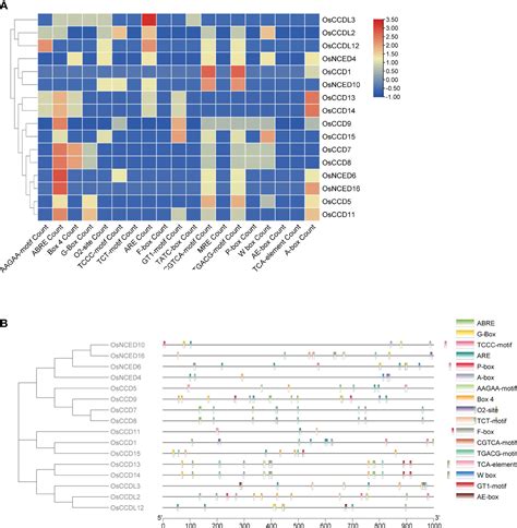 Frontiers Genome Wide Identification And In Silico Expression