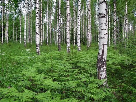 Free Photo Birch Forest Birch Lush Wood Free Download Jooinn