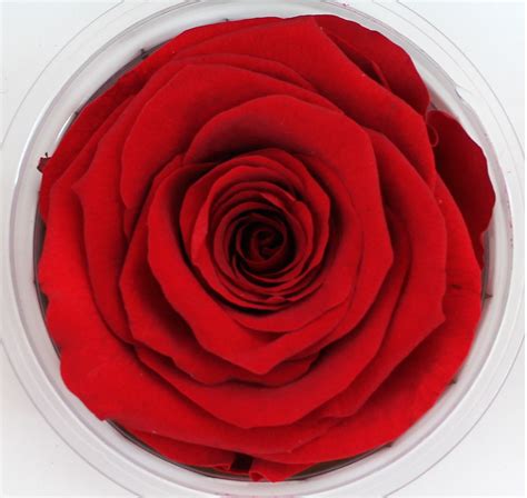 Preserved Roses | Stevens and Son Wholesale Florist