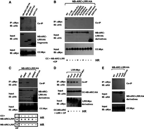 Mutations Within The NB ARC And LRR Domains Impair Binding Of The Rx