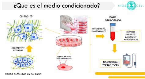 Secretoma de las células madre mesenquimales y su importancia