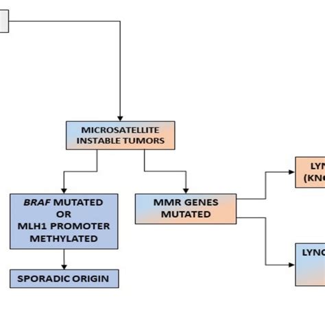 Carcinogenic Pathways In Crc Cin Chromosomal Instability Download