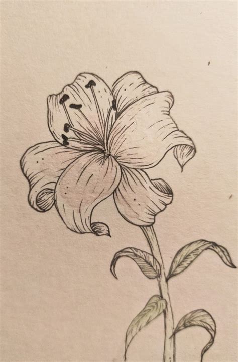 Posterful Shop Redbubble Flower Art Drawing Art Drawings Sketches