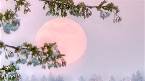 Catch The Super Pink Moon On April 26