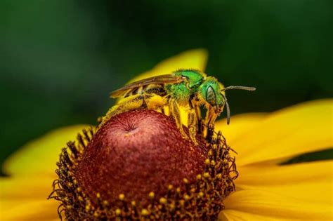 How To Get Rid Of Sweat Bees Naturally Beekeeping 101