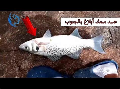 صيد سمك أبلاغ عملاق ما شاء الله fyp foryou fishing YouTube