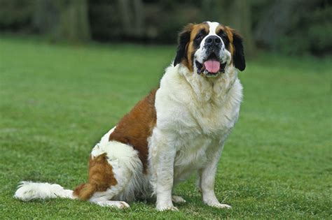 Saint Bernard Breed Information Guide Photos Traits And Care Bark Post