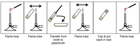 MIDTERM MICROBIO LAB Aseptic Technique And Methods Of Inoculation