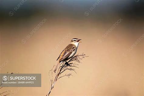 Sedge Warbler Acrocephalus Schoenobaenus Singing Burgenland