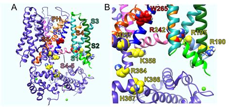 Frontiers Kcnqs Ligand And Voltage Gated Potassium Channels