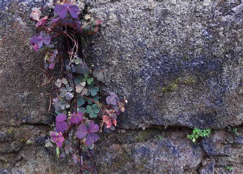 Una Planta Verde Un Tipo De Hierba Que A Menudo Crece Silvestre En La