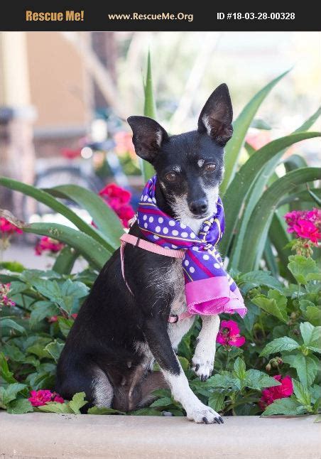 Adopt 18032800328 Chihuahua Rescue Chandler Az