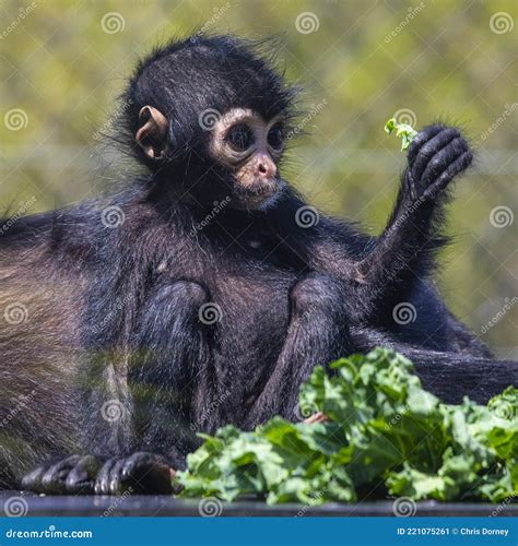 Baby Spider Monkey stock image. Image of cute, atelidae - 221075261