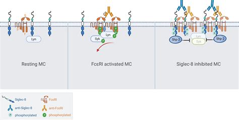 Frontiers The Inhibitory Receptor Siglec Interacts With Fc Ri And