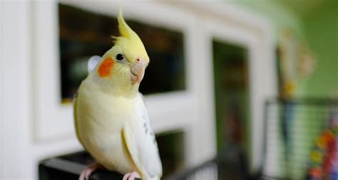 The 13 Best Pet Birds: Parakeets, Cockatiels and More | BeChewy