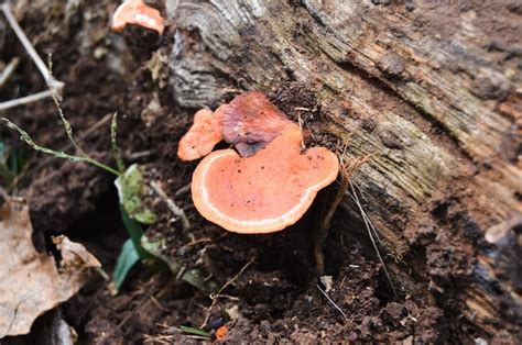 El Hongo Pycnoporus Sanguineus Es Un Hongo Venenoso Por Lo Que No Se