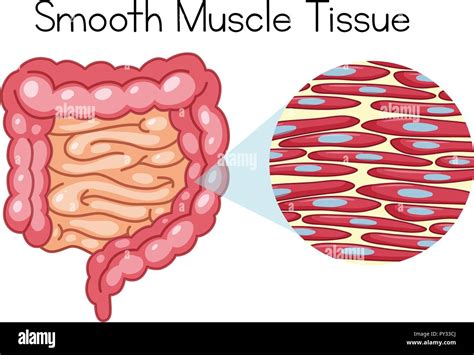 Smooth Muscle Tissue Anatomy