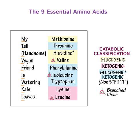 Classification of Amino Acids