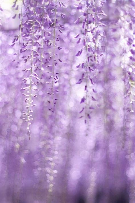 Hardsadness Purple Flowers Wallpaper Spring Flowers Wallpaper Wisteria