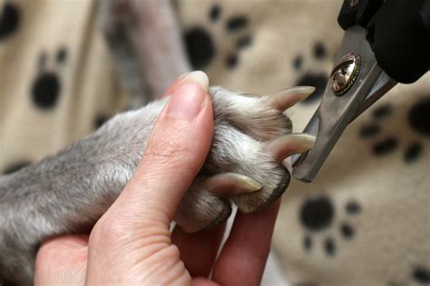 How To Trim Your Dogs Nails — Woofpurnay Veterinary Hospital