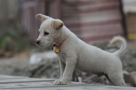 中华田园犬 中文百科