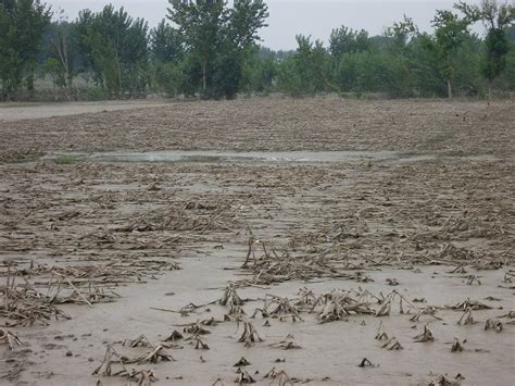 Crops Destroyed Crops Destroyed By The Flood Photo Flickr