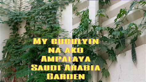 My Ampalaya Na Ako Saudi Garden Aisacasing YouTube