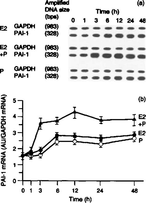 Figure 1 From Sex Steroids Regulate The Expression Of Plasminogen