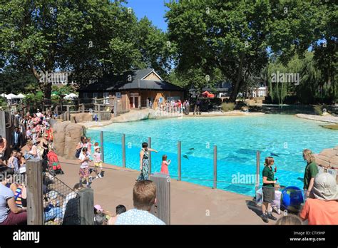 The New 2011 Popular Penguin Beach Attraction At London Zoo In The