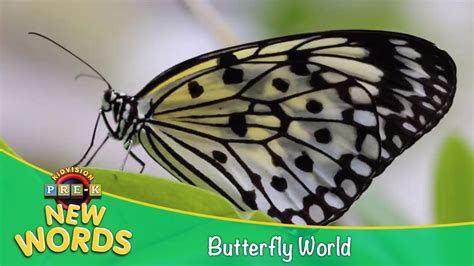 Butterfly World New Words Kidvision Pre K Youtube