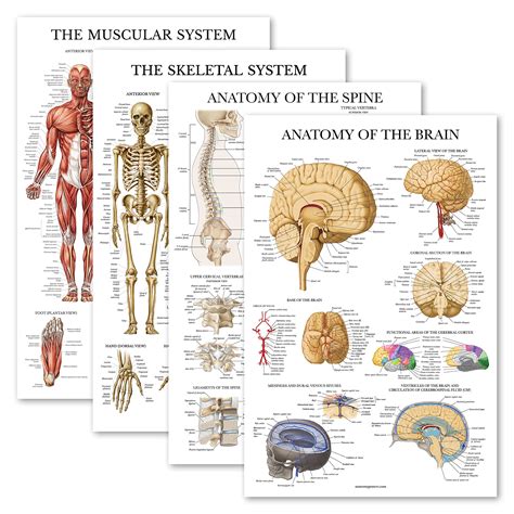 Buy Pack Anatomical Poster Set Laminated Muscular Skeletal