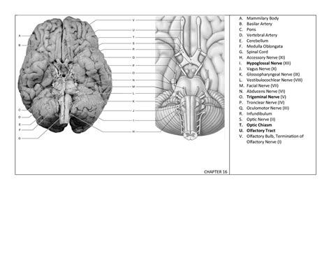 Quiz Diagrams Study Guides Med Surg A Mammilary Body