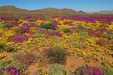 Succulent Karoo The Beautiful Desert Thats Blooming With Wildlife Cnn