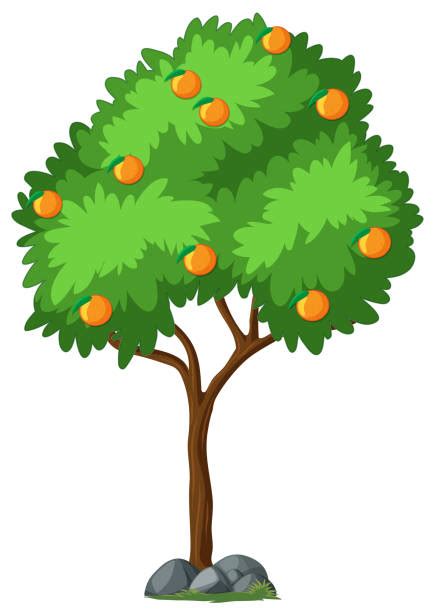 Orange Tree Illustrations Royalty Free Vector Graphics And Clip Art Istock