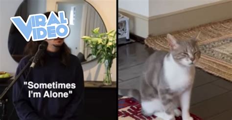 Viral Video Cat Saying Sometimes Im Alone Gets Turned Into A Song