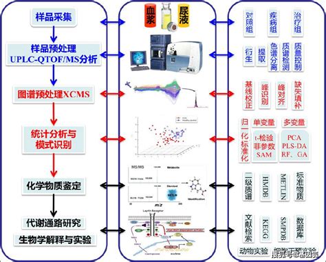 基于非靶向代谢组学的代谢性疾病转化医学研究流程 （图片来自张涛实验室）