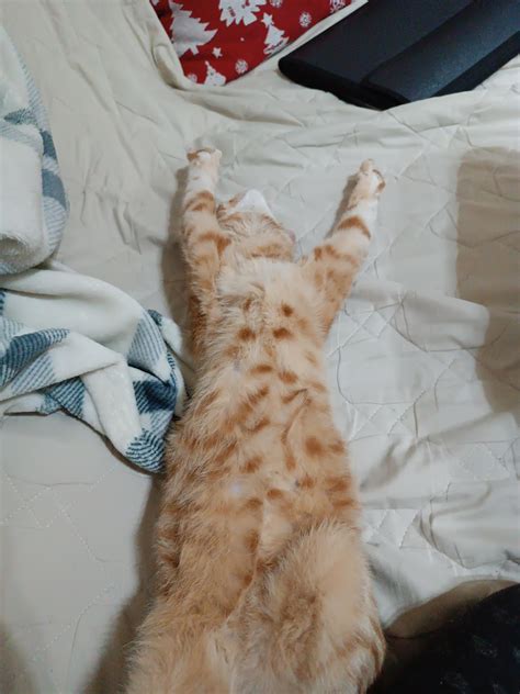My cat sleeping : r/cats