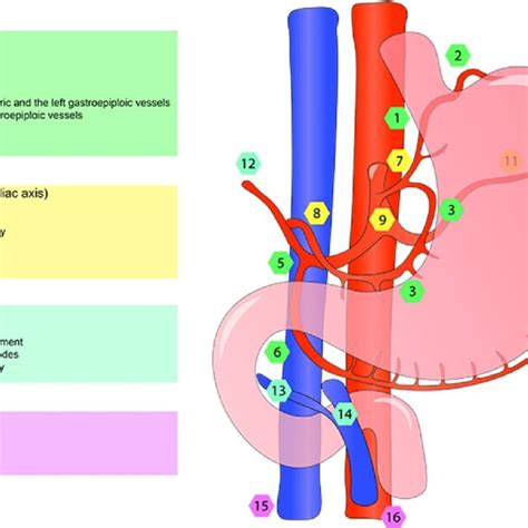 Gastric Lymph Node Stations According To The Japanese Gastric Cancer