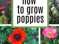 How To Grow Ideas In Planting Flowers Flower Garden