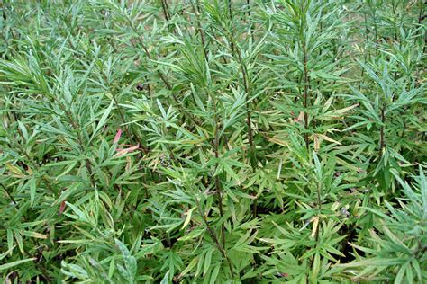 Artemisia Verlotiorum Burgenland Flora