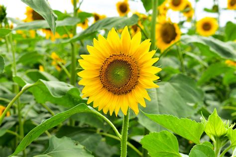 How To Plant Sunflower Seeds In An Amazing Variety Of Colors And Sizes Sow Right Seeds