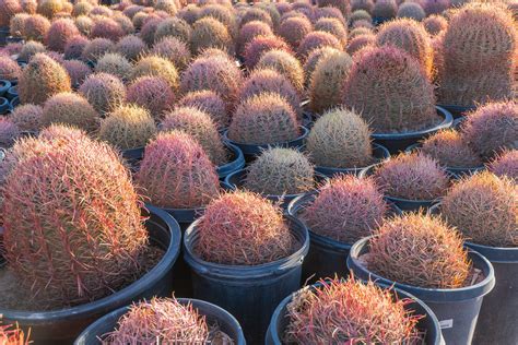 Red Barrel Cactus Ferocactus Cylindraceus V Lecontei Cactus World